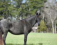 homozygous-roan-horse