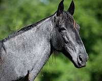 blue-roan-homozygous-horse