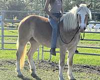 all-around-haflinger-horse