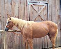 roping-palomino-tiger-horse