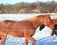 white-star-two-socks-horse