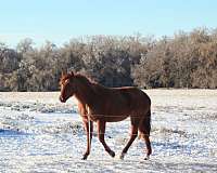 red-roan-quarter-horse-filly