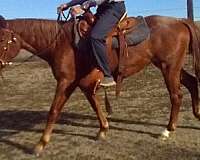 red-roan-quarter-horse-filly