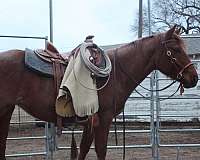 red-roan-white-star-two-socks-horse