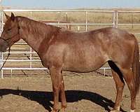 red-roan-quarter-horse-filly