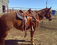 red-roan-white-star-two-socks-horse