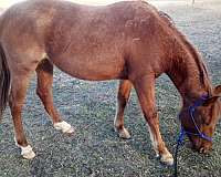 red-roan-quarter-horse-filly