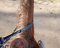 white-star-two-socks-horse