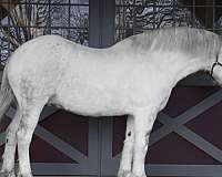 all-around-draft-horse