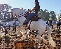 athletic-draft-horse