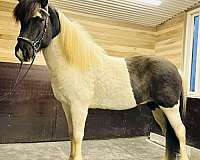 15-hand-icelandic-horse