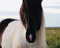 beginner-icelandic-horse