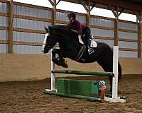 all-around-warmblood-horse