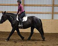 athletic-warmblood-horse