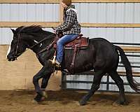 beginner-warmblood-horse