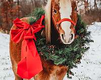 field-trial-shetland-pony