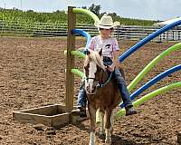 hunter-under-saddle-shetland-pony