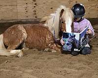 para-shetland-pony