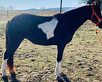 spotted-saddle-horse-for-sale