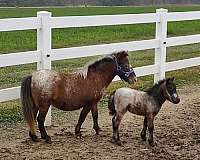 white-blanket-star-on-face-horse