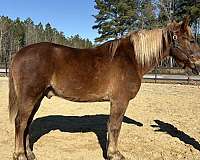 sorrel-draft-gelding