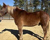 money-draft-horse