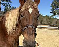 pleasure-ride-draft-horse