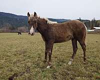 flaxen-mane-tail-snip-star-horse