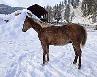 flaxen-mane-tail-snip-star-horse