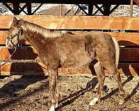 flaxen-mane-tail-snip-star-horse