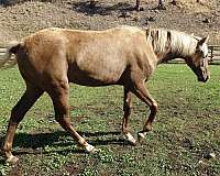 flaxen-mane-tail-snip-star-horse