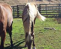 chocolate-flaxen-mane-tail-snip-star-horse