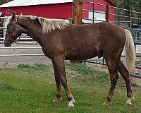 flaxen-mane-tail-snip-star