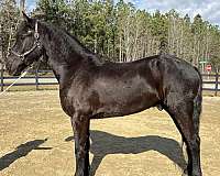 gentle-as-they-come-friesian-horse