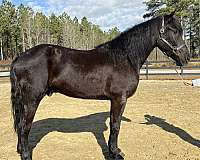 great-manners-friesian-horse