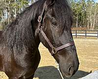 guarantee-friesian-horse