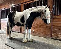 gypsy-vanner-mare