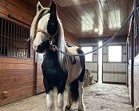 gypsy-vanner-horse-for-sale