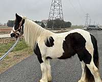 gypsy-vanner-horse