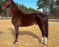 action-saddlebred-horse