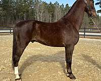 day-saddlebred-horse