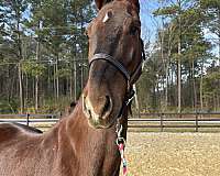 drive-saddlebred-horse