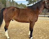 mover-draft-horse