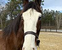 sane-sound-draft-horse