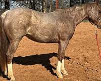 roan-quarter-horse