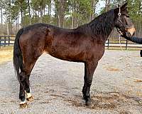 back-friesian-horse