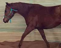 prospect-thoroughbred-horse