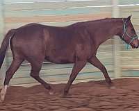 stocky-thoroughbred-horse