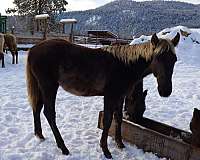 stallion-curly-horse