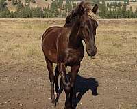 stallion-curly-horse